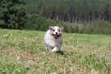 BERGER AUSTRALIEN PUPPIES 063